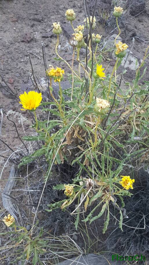 Grindelia patagonica - FloraCh: Tomada el dia 7/12/2015 a las 17:41 en el departamento Telsen