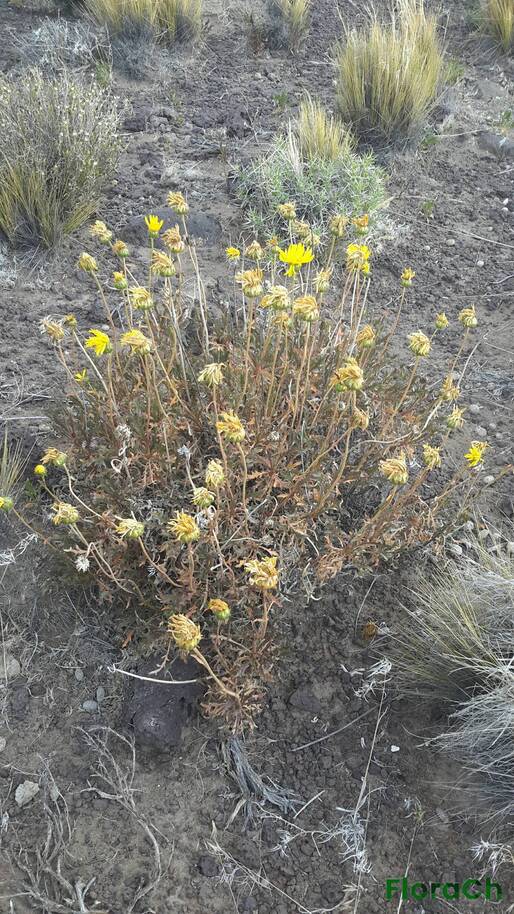 Grindelia patagonica - FloraCh: Tomada el dia 7/12/2015 a las 17:41 en el departamento Telsen