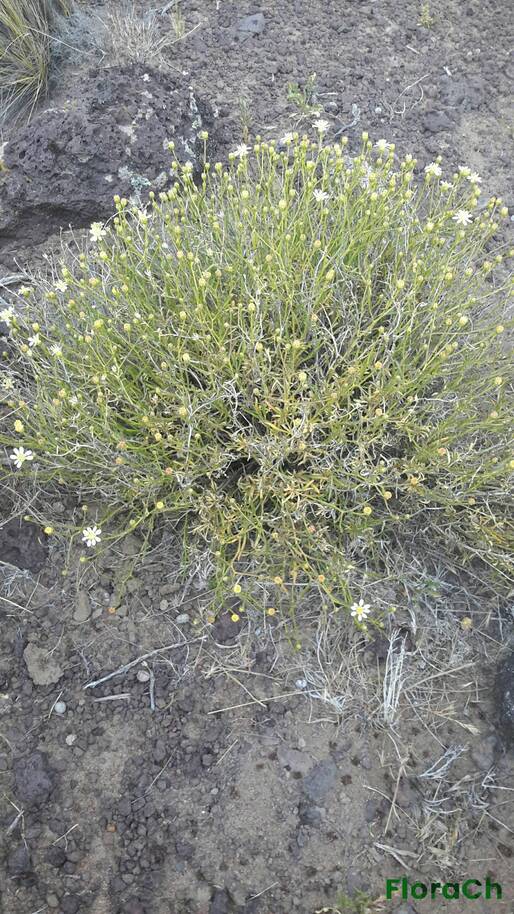 Gutierrezia gilliesii - FloraCh: Tomada el dia 7/12/2015 a las 17:41 en el departamento Telsen