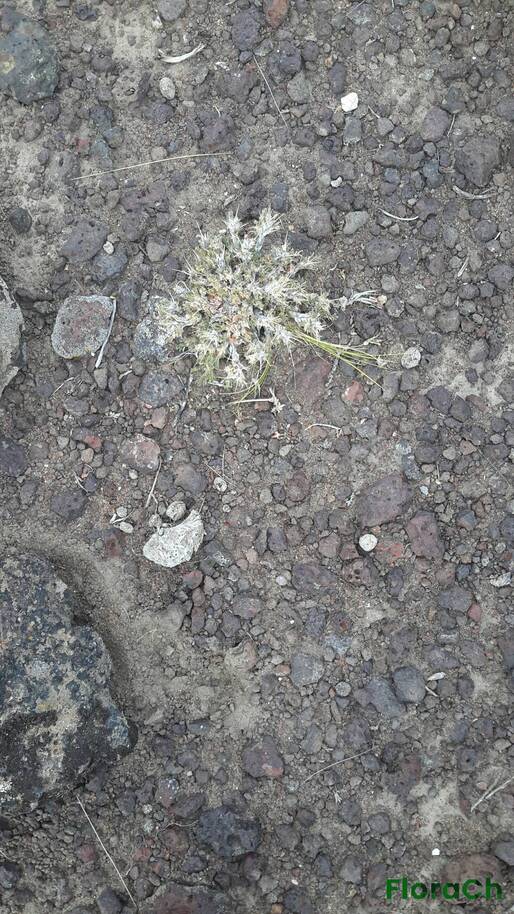 Tetraglochin caespitosa - FloraCh: Tomada el dia 7/12/2015 a las 17:41 en el departamento Telsen