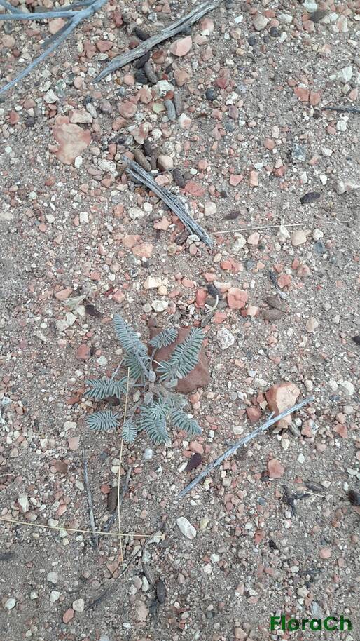 Nassauvia sp - FloraCh: Tomada el dia 1/12/2015 a las 05:55 en el departamento Telsen