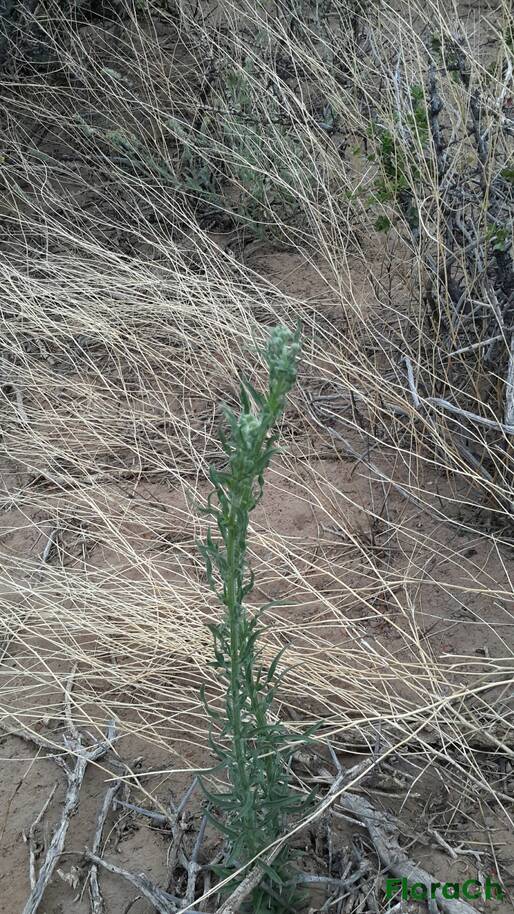 Bassia scoparia - FloraCh: Tomada el dia 1/12/2015 a las 05:55 en el departamento Telsen