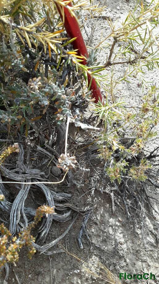 Brachyclados - FloraCh: Tomada el dia 1/12/2015 a las 09:32 en el departamento Telsen