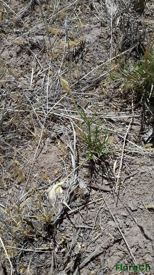 Distichlis spicata - FloraCh: Tomada el dia 1/12/2015 a las 14:58 en el departamento Telsen