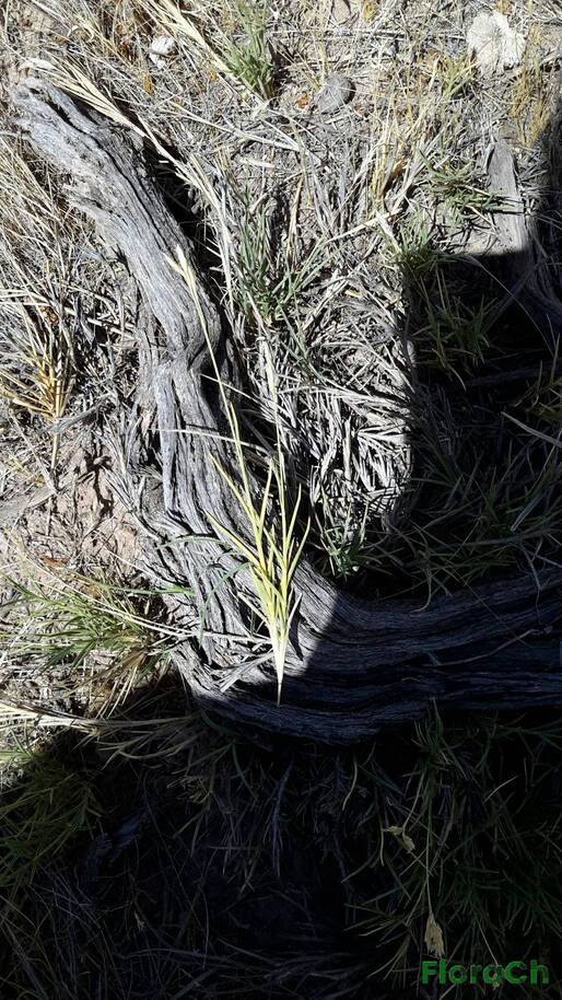 Distichlis spicata - FloraCh: Tomada el dia 1/12/2015 a las 14:58 en el departamento Telsen