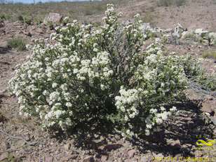 Acantholippia seriphiodes - Instituto Darwinion: Imagen 14