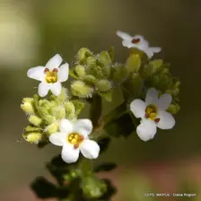 Acantholippia seriphiodes - Diana Roglich: Maipué. Club de Jardinería.