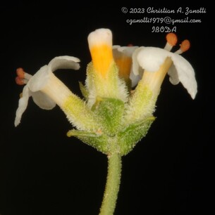 Acantholippia seriphiodes - Christian A. Zanotti: Imagen 9