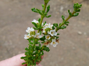 Acantholippia seriphiodes -  Italo Specogna: Foto publicada en floramendocina.com.ar. Imagen tomada en El Salto (Potrerillos)