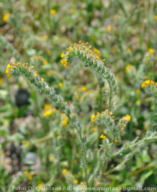 Amsinckia calycina - D. Quintana: Dawinion Amsinckia calycina Imagen 10