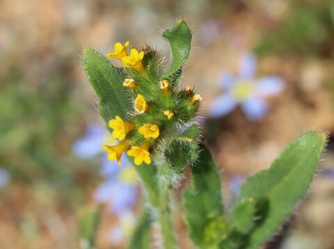 Amsinckia calycina - Boon Daniel: Pl@ntNet. Publicado el 14/11/2022.