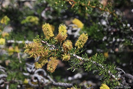 Prosopis denudans - Hernán Tolosa: Algarrobo del chancho. Imagen Nº2. Patagonia Flora Fauna y Geografía