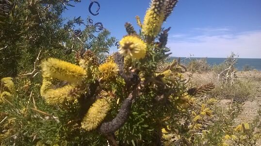 Prosopis denudans - Wikipedia: Algarrobillo en flor, en colonia Sarmiento, Chubut