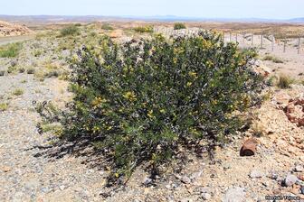 Prosopis denudans - Hernán Tolosa: Foto tomada en  Travesía de Edwin, Las Plumas. Eco Registros.