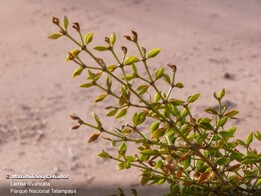 Larrea divaricata - Maximiliano Ceballos: Jarilla. En Parque Nacional Talampaya