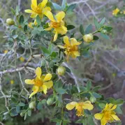 Larrea divaricata - Diana Roglich.: 7 de narzi de 2016.