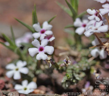 Junellia seriphioides - Instituto Darwinion: Imagen 12.
