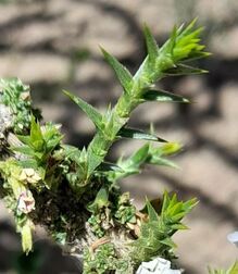 Junellia seriphioides - Trap Hers: Leña de lagarto. 7 de ene. de 2022