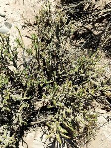 Junellia seriphioides - Trap Hers: Roseta de llama p. 14 de feb. de 2023