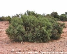 Suaeda divaricata - J. F. Pensiero: Flora Argentina.