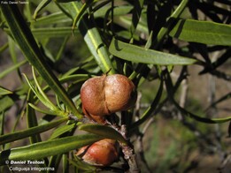 Colliguaja intergerrima - SIB. Daniel Testoni: Duraznillo. Colliguaja, del nombre mapuche de la planta; integerrina: “absolutamente enteras”, posiblemente en alusión a las hojas.