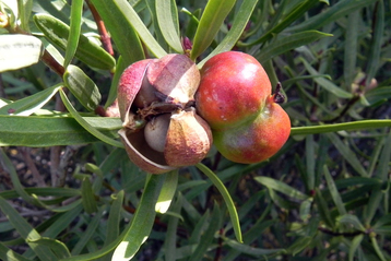 Colliguaja intergerrima - Rizoma: Rizoma: a new comprehensive database on traditional uses of Chilean native plants