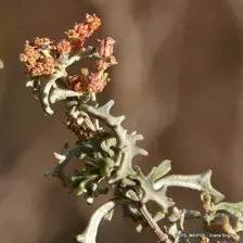 Atriplex lampa - Diana Roglich: Maipué. Arbusto ramoso, dioico, grisáceo, denso.