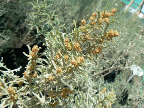 Atriplex lampa - Italo Specogna: Floramendocina.com.ar Imagen tomada en Vivero Jardín Nativo